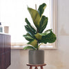 Fiddle-leaf Fig & Pot