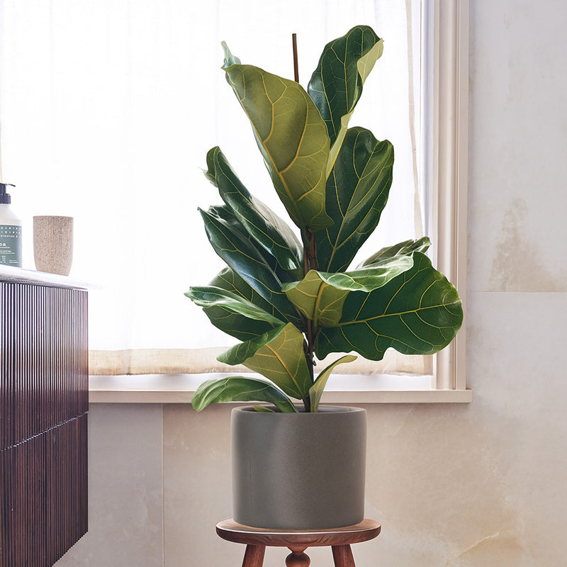Fiddle-leaf Fig & Pot