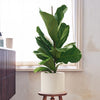 Fiddle-leaf Fig & Pot