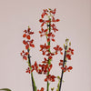 Soul Fire Orchid & Pot