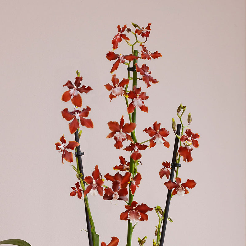 Soul Fire Orchid & Pot