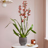 Soul Fire Orchid & Pot