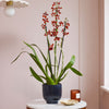 Soul Fire Orchid & Pot
