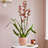 Soul Fire Orchid & Pot