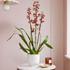 Soul Fire Orchid & Pot