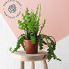 Fishbone Cactus & Pot