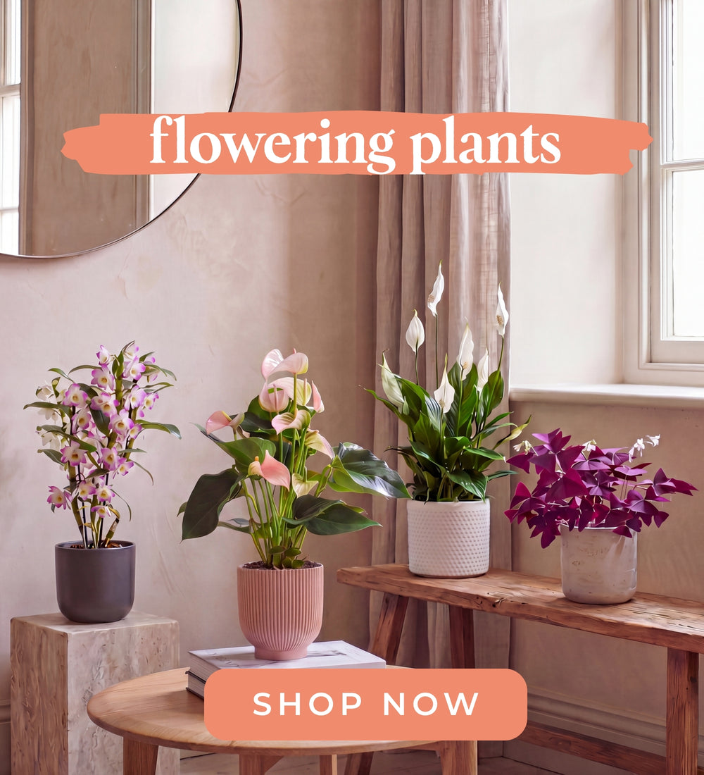 Flowering Plants