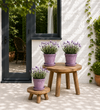 French Lavender