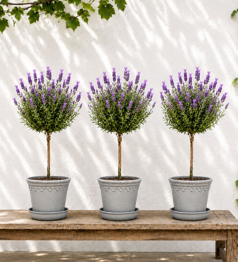 French Lavender Tree Trio