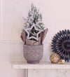 Frosted Picea in Ceramic Pot