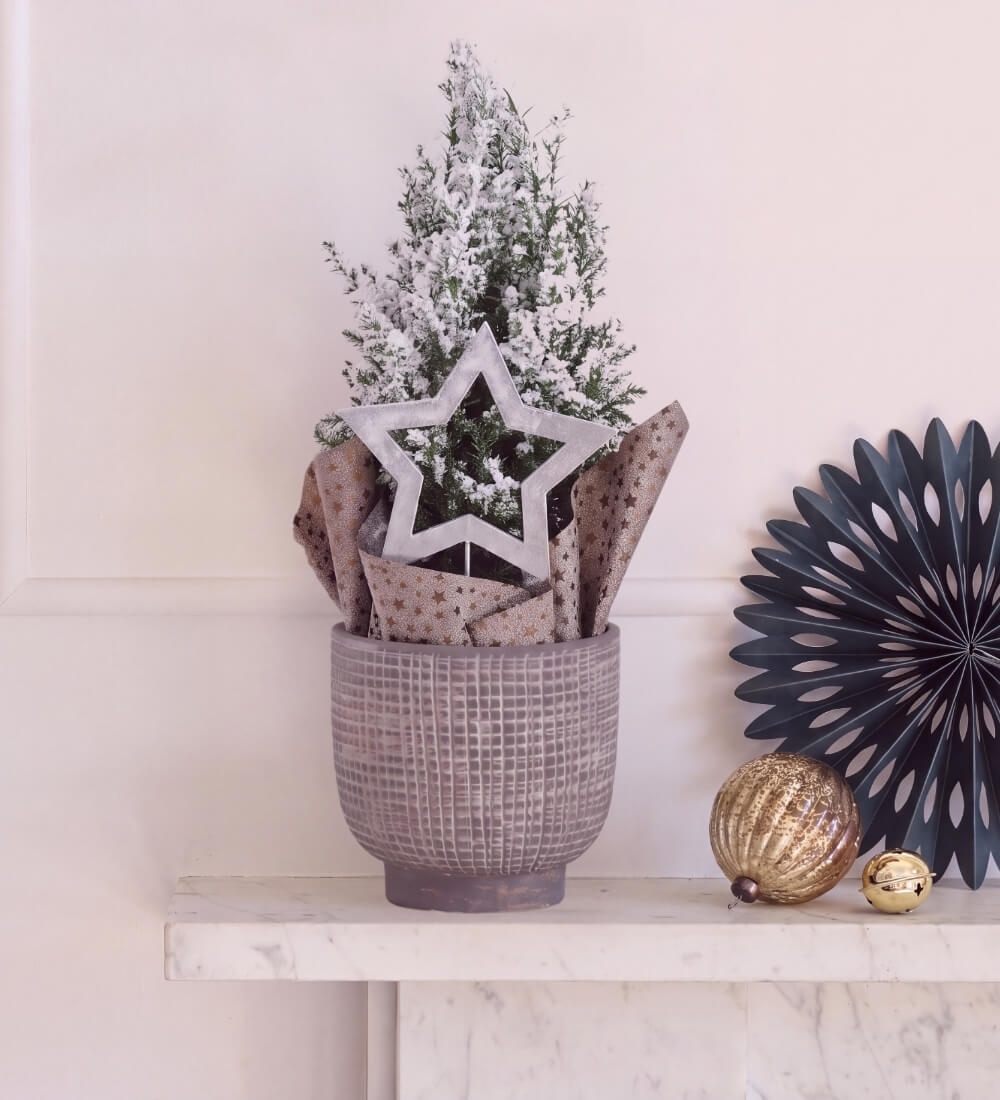 Frosted Picea in Ceramic Pot