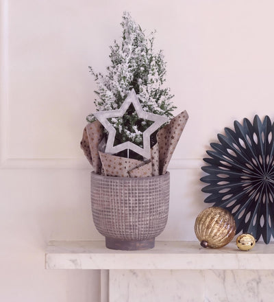Frosted Picea in Ceramic Pot