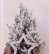 Frosted Picea in Ceramic Pot