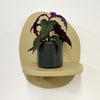 Mini Purple Passion Plant & Pot