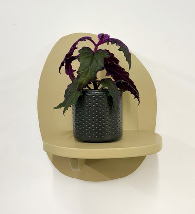 Mini Purple Passion Plant & Pot