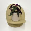 Mini Purple Passion Plant & Pot
