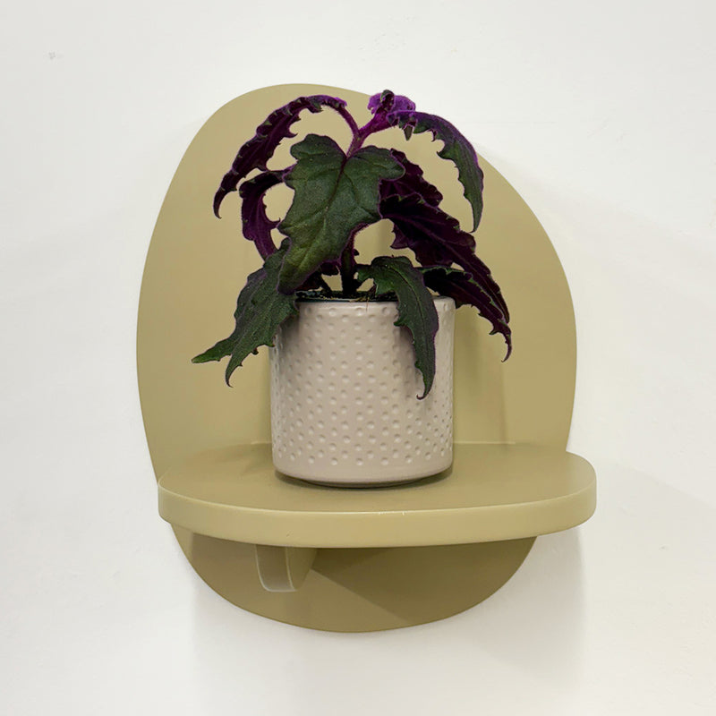 Mini Purple Passion Plant & Pot