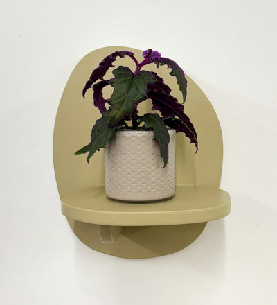 Mini Purple Passion Plant & Pot