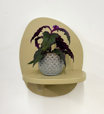 Mini Purple Passion Plant & Pot