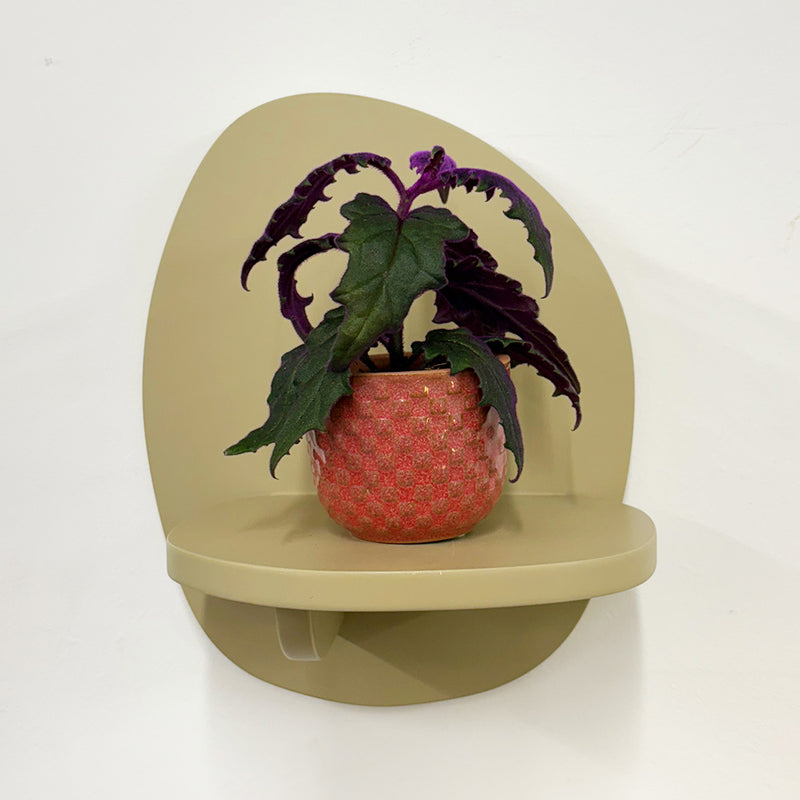 Mini Purple Passion Plant & Pot