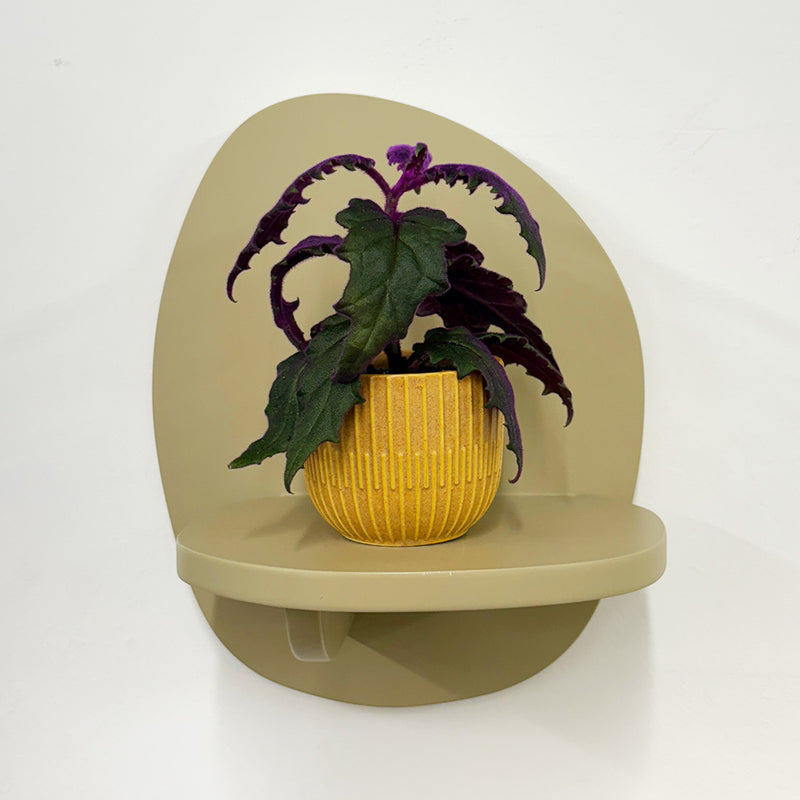 Mini Purple Passion Plant & Pot