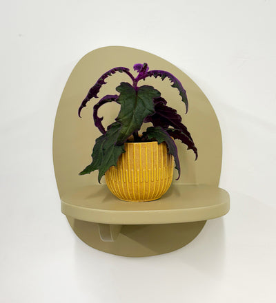 Mini Purple Passion Plant & Pot