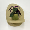 Mini Purple Passion Plant & Pot