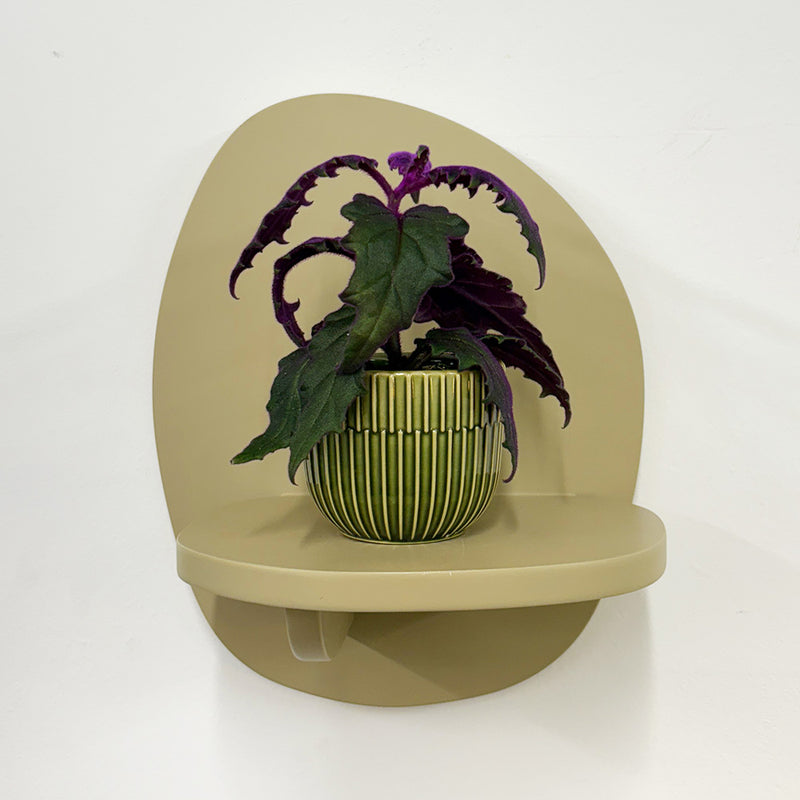 Mini Purple Passion Plant & Pot