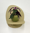 Green Pot