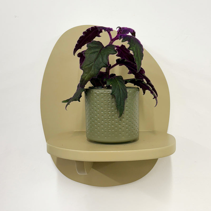 Mini Purple Passion Plant & Pot