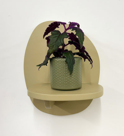 Mini Purple Passion Plant & Pot
