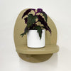 Mini Purple Passion Plant & Pot