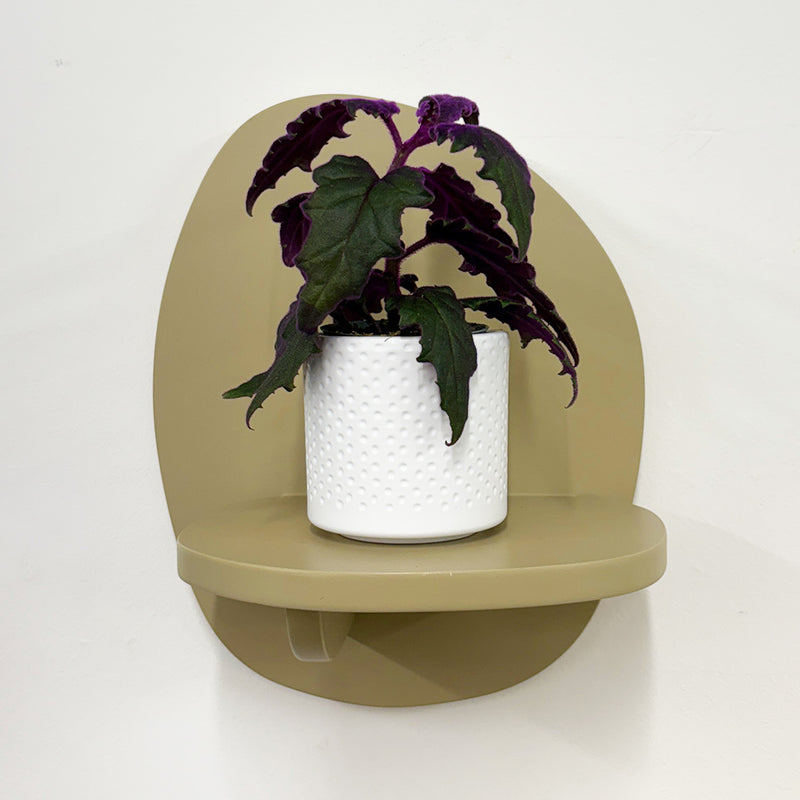 Mini Purple Passion Plant & Pot