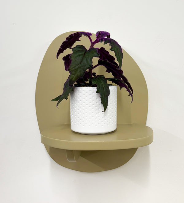 Mini Purple Passion Plant & Pot