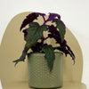Mini Purple Passion Plant & Pot