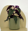 Mini Purple Passion Plant & Pot