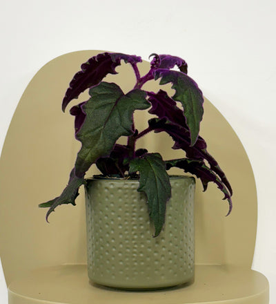 Mini Purple Passion Plant & Pot