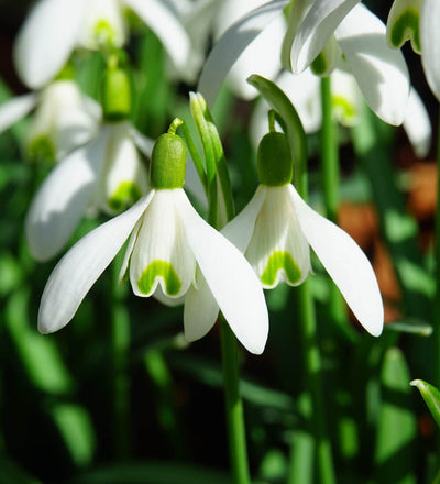 Snowdrop Bulbs