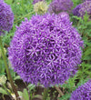 Allium Globemaster Bulb