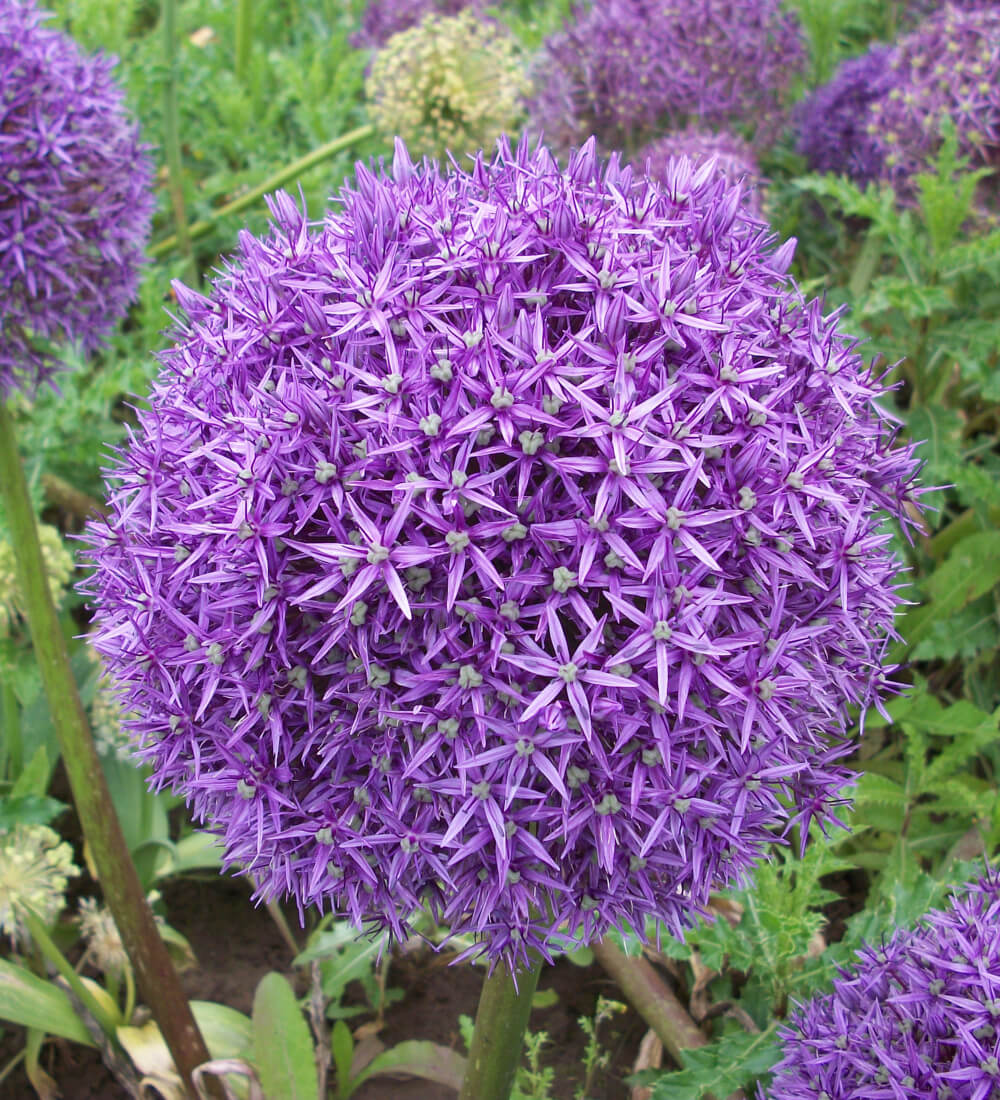 Allium Globemaster Bulb