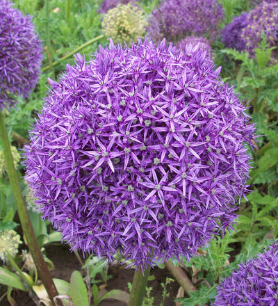 Allium Globemaster Bulb