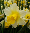 Narcissus Golden Echo Bulbs