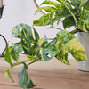 Epipremnum Goldfinger