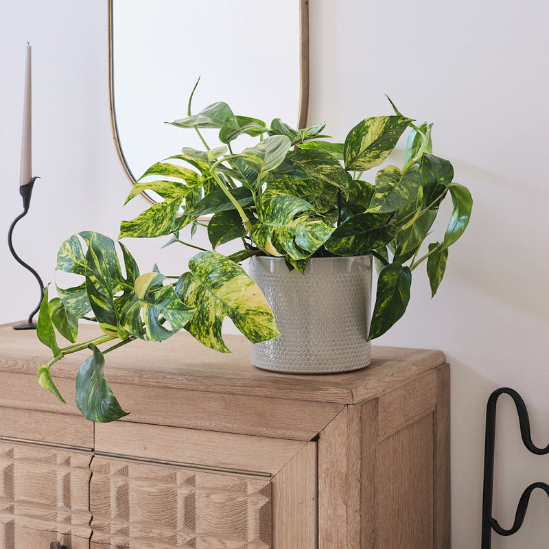 Epipremnum Goldfinger