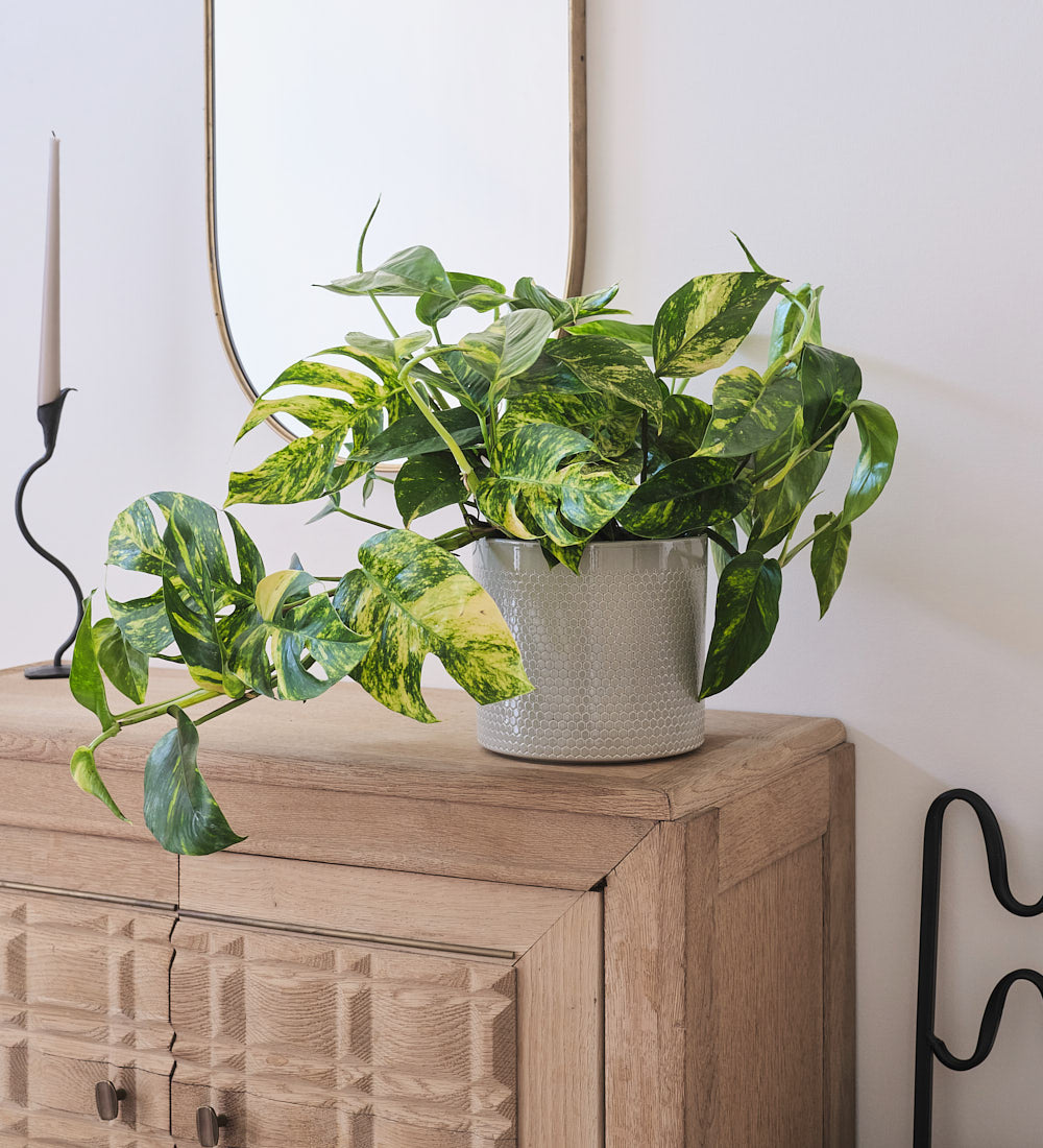 Epipremnum Goldfinger