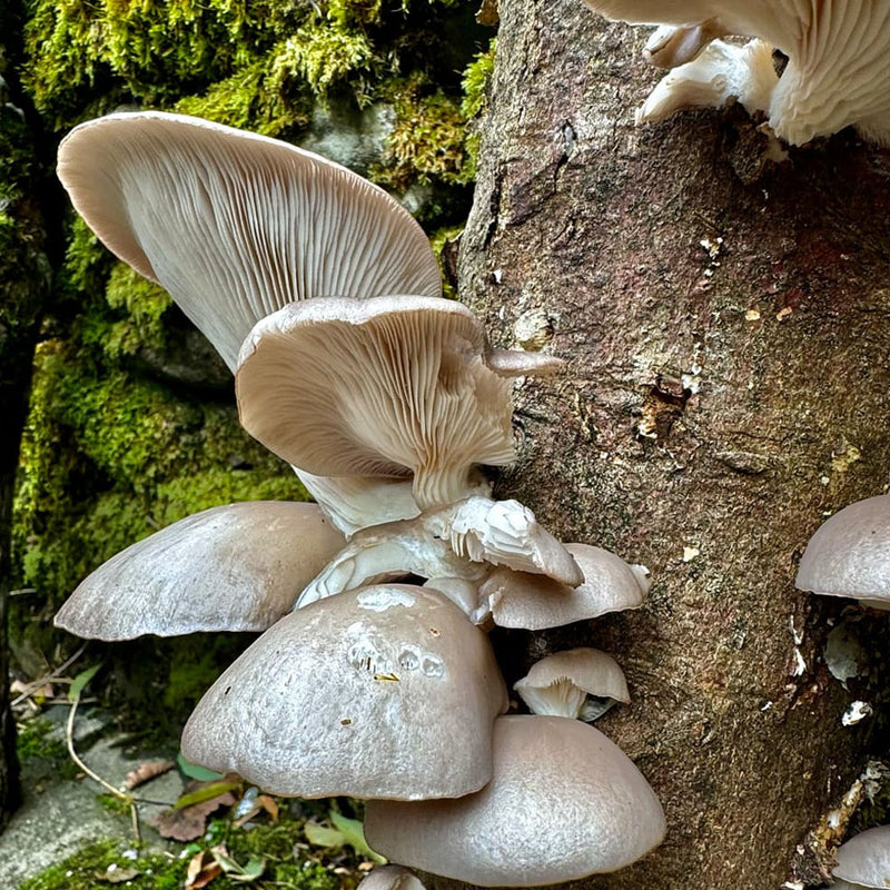 Oyster Mushroom Log Growing Kit