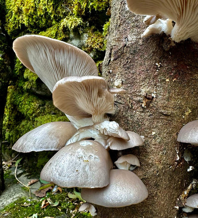 Oyster Mushroom Log Growing Kit