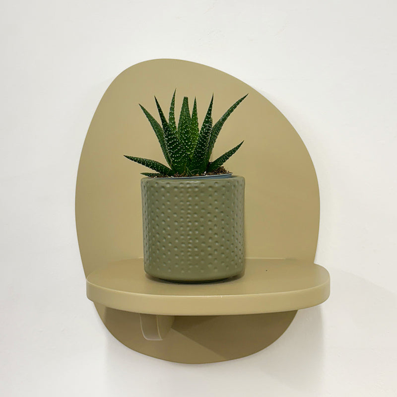 Mini Haworthia & Pot