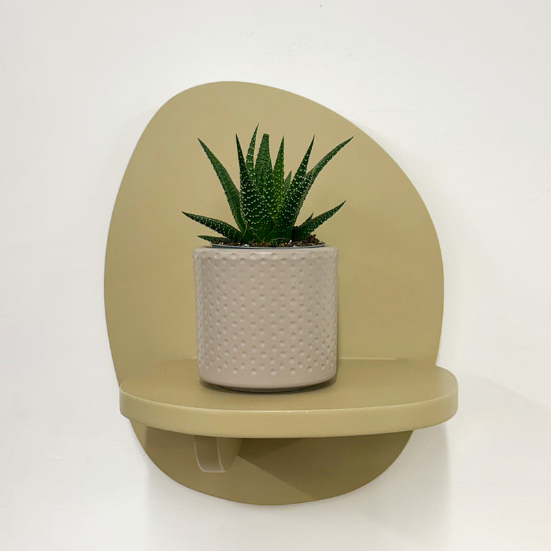 Mini Haworthia & Pot