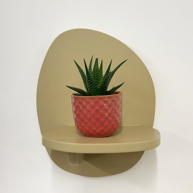 Mini Haworthia & Pot